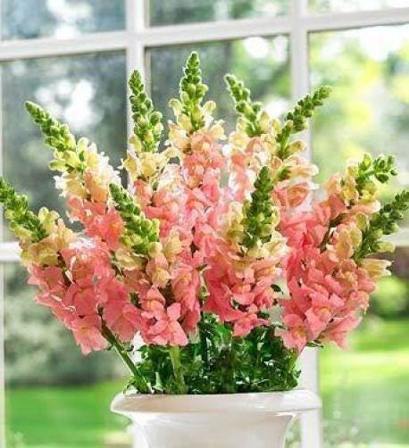 2000 semillas de flores de Linaria Maroccana, boca de dragón rosa