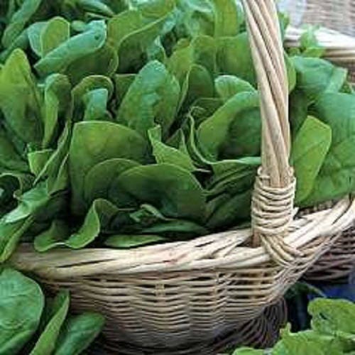 1500 BLOOMSDALE SPINACH Spinacia Oleracea Vegetable Seeds