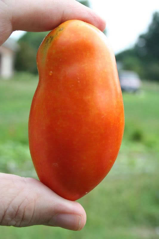500 ITALIAN ROMA TOMATO Lycopersicon Lycopersicum Fruit Vegetable Seeds
