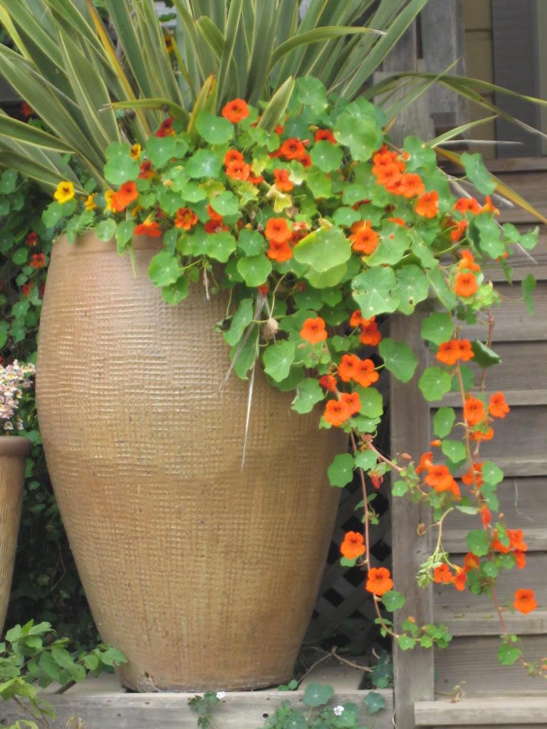 50 semillas de flores de capuchina enana, joya enana, Tropaeolum Minus, en colores variados