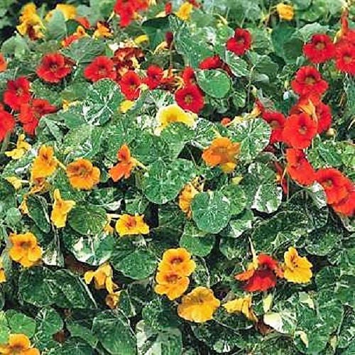 50 semillas de flores de capuchina enana, joya enana, Tropaeolum Minus, en colores variados