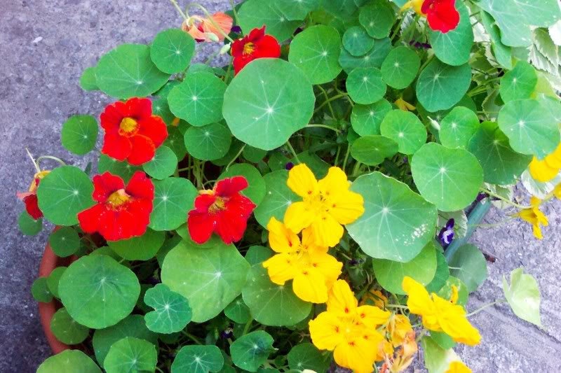 50 semillas de flores de capuchina enana, joya enana, Tropaeolum Minus, en colores variados