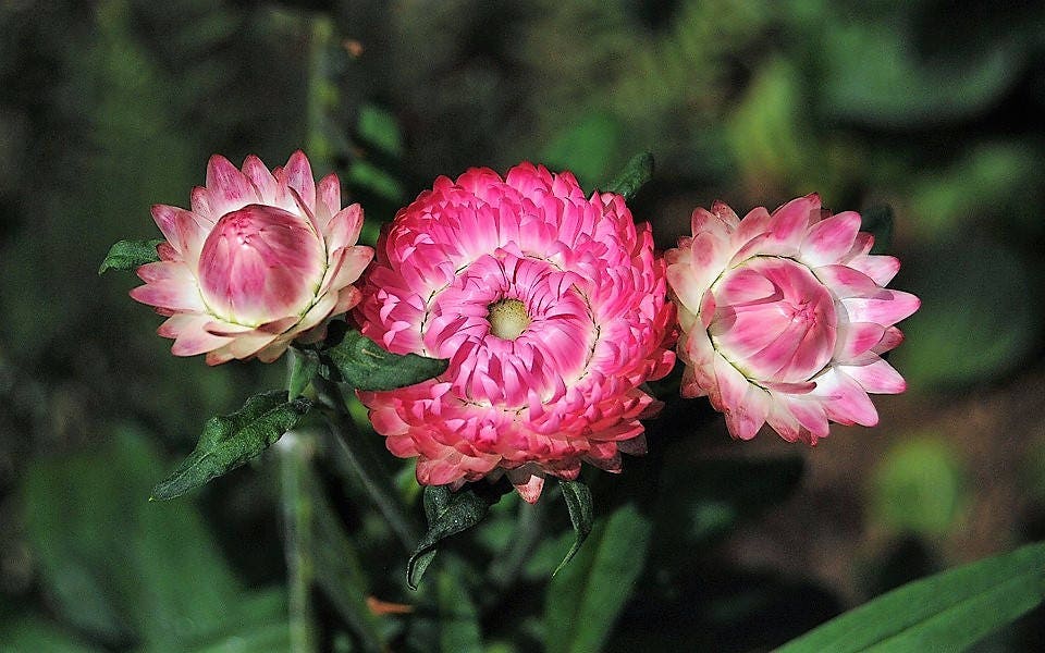 50 semillas de flores de Helichrysum Bracteatum, doble flor rosa de fresa