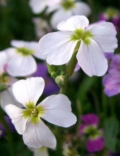 1000 EVENING (night) SCENTED STOCK Matthiola Longipetala Bicornis Flower Seeds