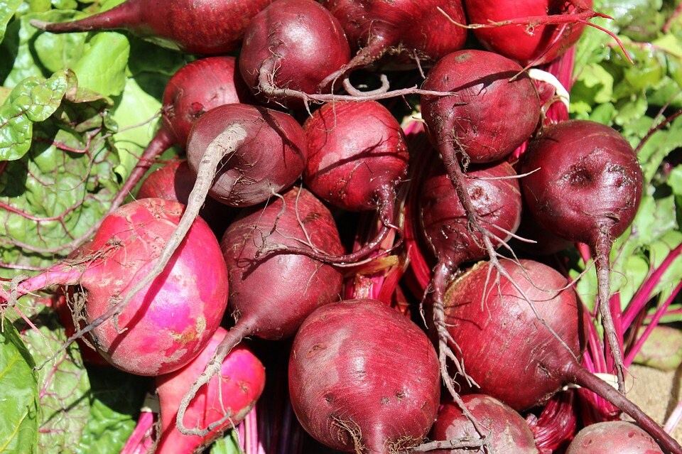 250 semillas de remolacha Beta Vulgaris EARLY WONDER