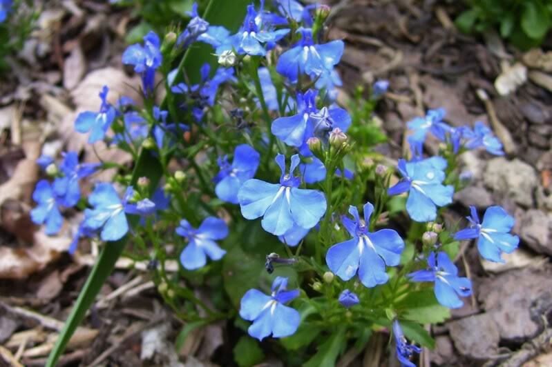 200 semillas de flores de Lobelia Erinus de Regatta de Lobelia azul cielo
