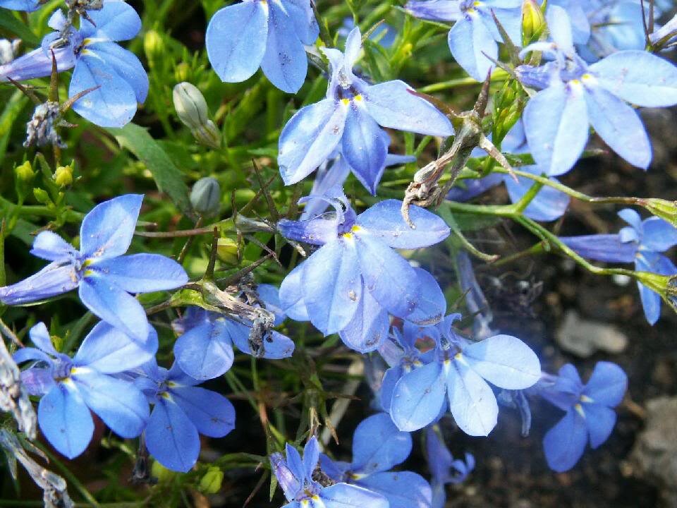 200 semillas de flores de Lobelia Erinus de Regatta de Lobelia azul cielo
