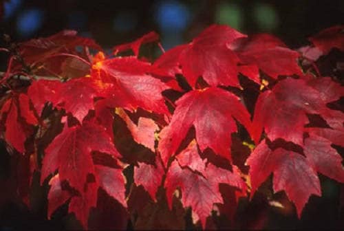 25 semillas de arce rojo de Carolina (Acer rubrum)