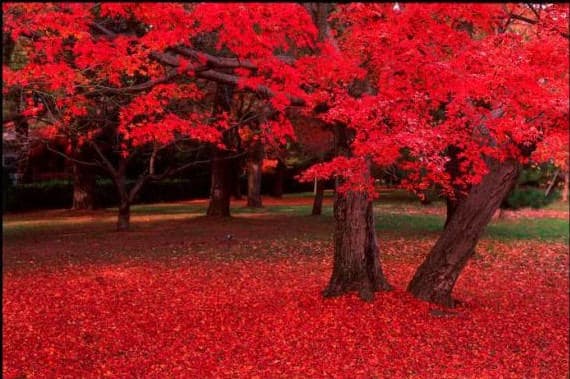 25 semillas de arce rojo de Carolina (Acer rubrum)