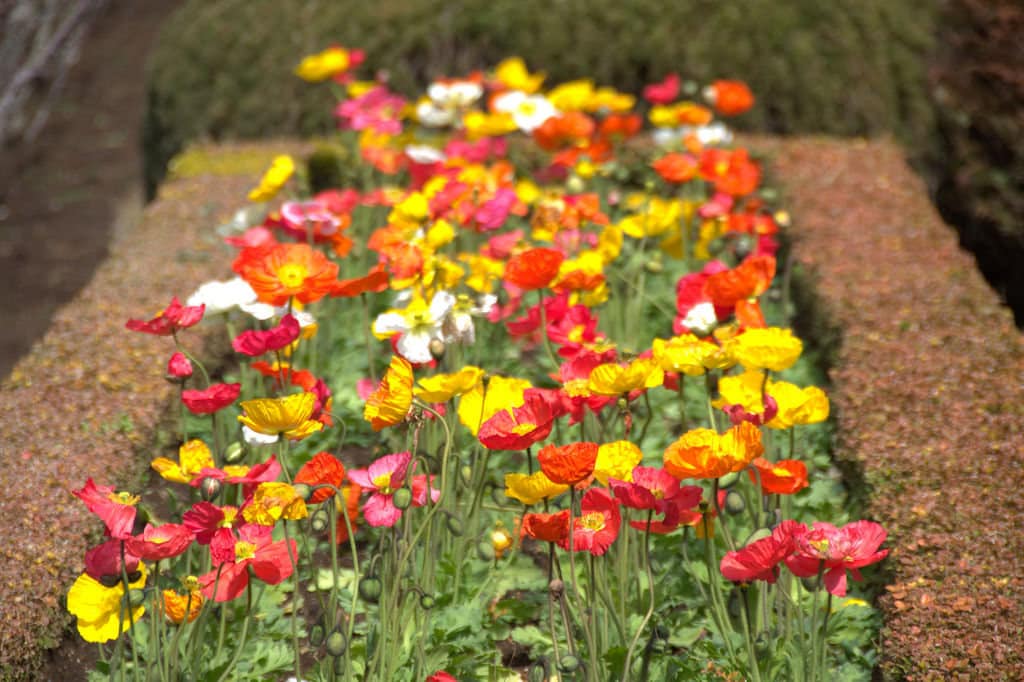 2000 semillas de flores de amapola Shirley (también conocida como maíz, campo y Flandes) de Papaver rhoeas en colores variados