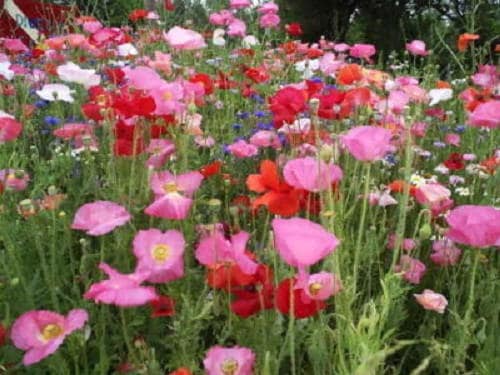 2000 semillas de flores de amapola Shirley (también conocida como maíz, campo y Flandes) de Papaver rhoeas en colores variados