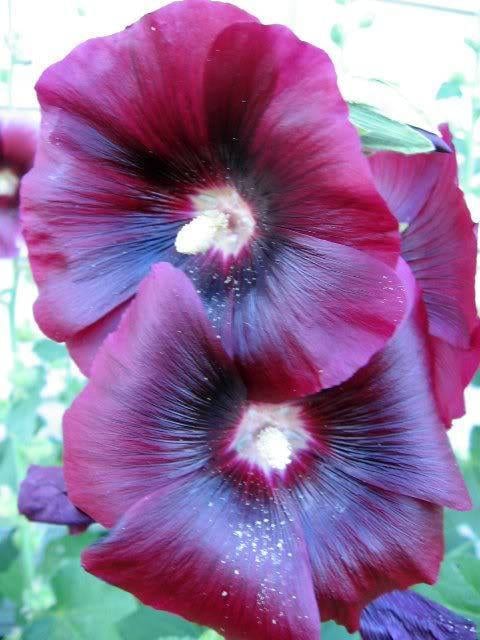 25 semillas de flores de malvarrosa roja borgoña Alcea Rosea Perenne