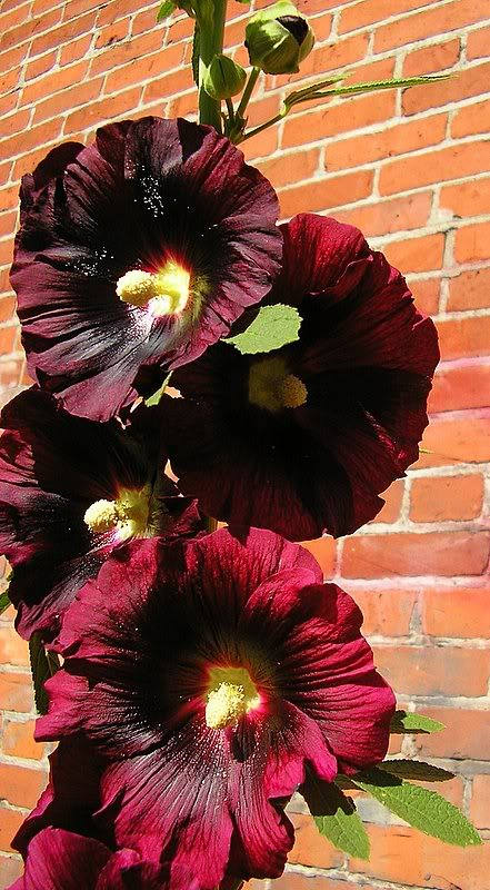 25 semillas de flores de malvarrosa roja borgoña Alcea Rosea Perenne