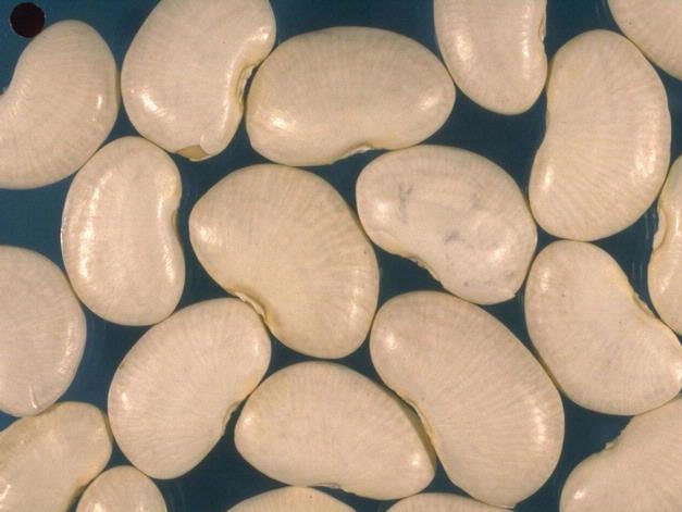 50 BABY LIMA BEAN Phaseolus Lunatus Vegetable Seeds
