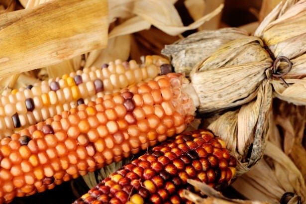 100 Ornamental INDIAN CORN WAMPUM Mixed Colors Zea Mays Vegetable Seeds