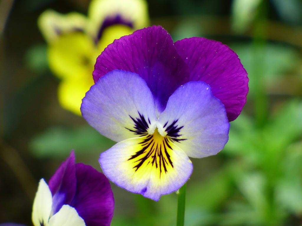 50 semillas de flores violetas tricolores JOHNNY JUMP UP