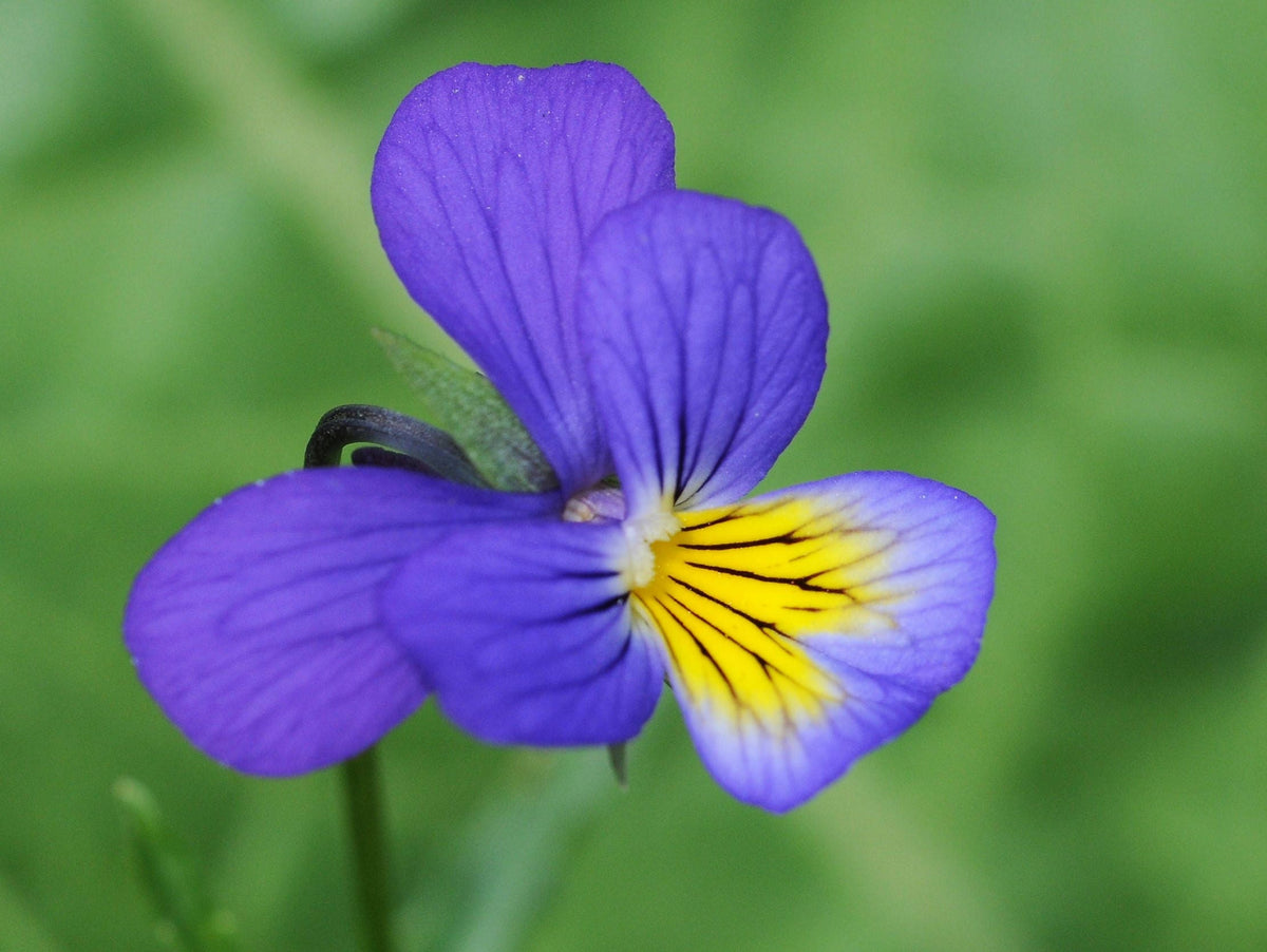 50 semillas de flores violetas tricolores JOHNNY JUMP UP