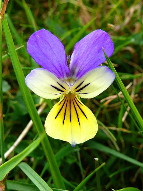 50 semillas de flores violetas ligeras JOHNNY JUMP UP Viola Tricolor
