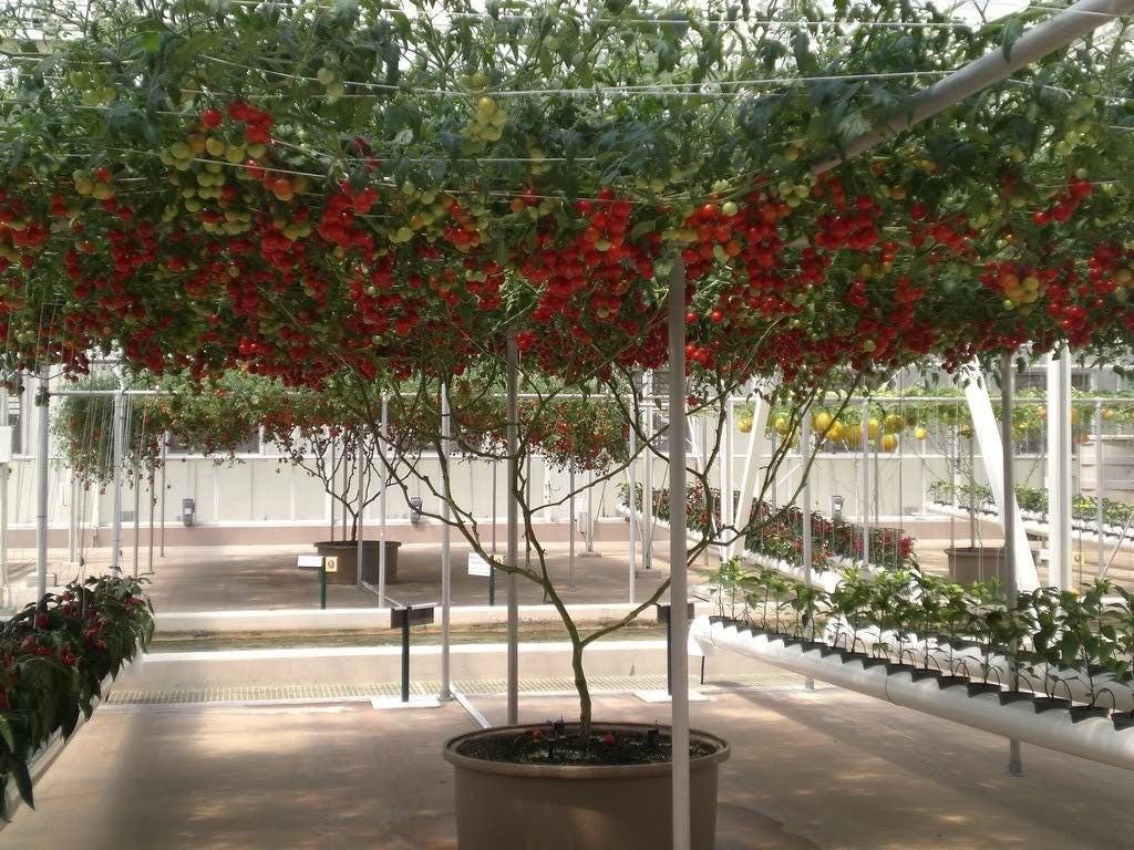 40 semillas de tomate de árbol italiano 'Trip L Crop' Lycopersicon, fruto rojo.