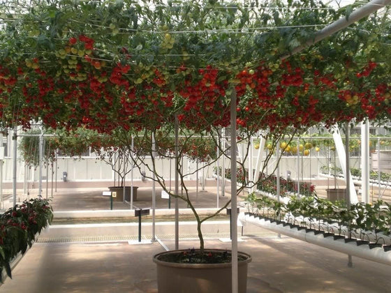 1 Oz Bulk ITALIAN TREE TOMATO 'Trip L Crop' Seeds - 1 Ounce = Approx 9500 Seeds