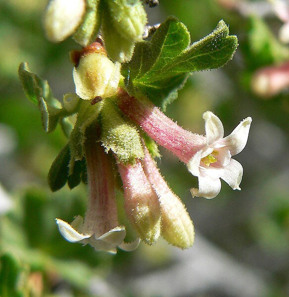 20 Red WAX CURRANT Edible Fruit Berries Pink Flowers Shrub Ribes Cereum Seeds