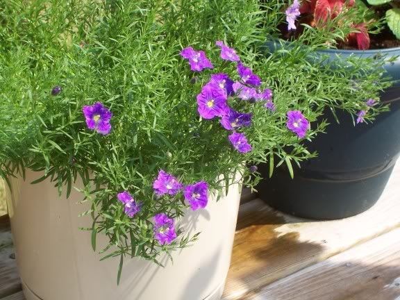 250 Semillas DE FLOR DE COPA DE Túnica PÚRPURA Nierembergia Hippomanica Caerulea
