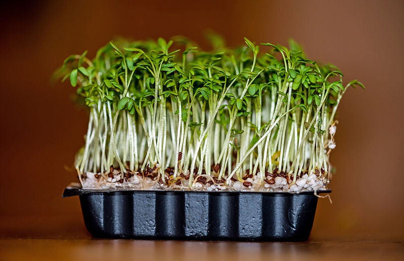 1500 UPLAND CRESS American Land Cress Barbarea Verna Creasy Vegetable Herb Seeds