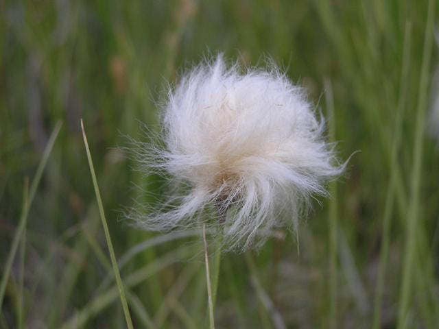 25 semillas de flores de algodoncillo leonado Eriophorum virginicum semillas de algodoncillo cola de liebre