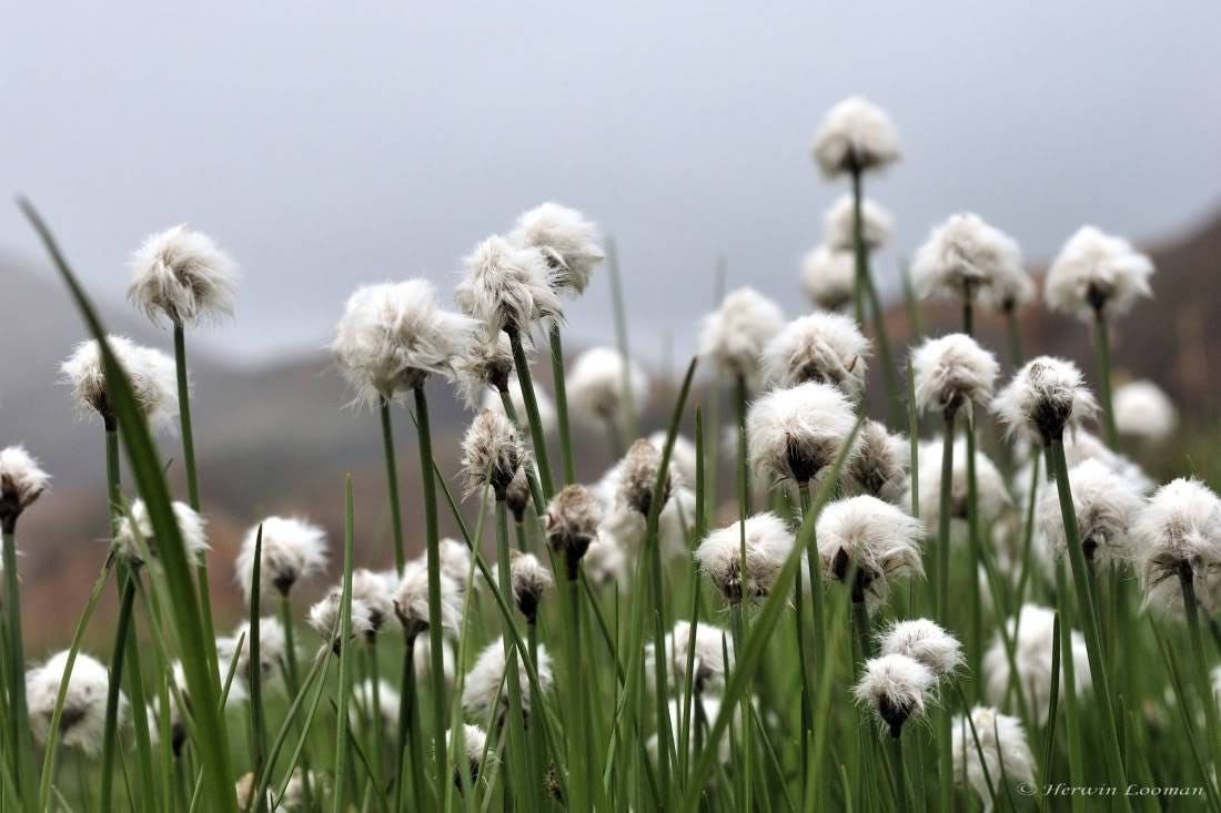 25 semillas de flores de algodoncillo leonado Eriophorum virginicum semillas de algodoncillo cola de liebre