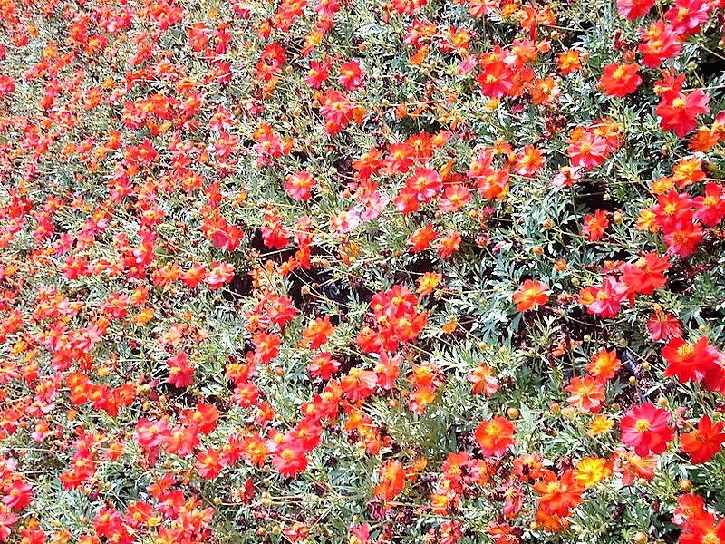 300 Semillas de flor de colibrí TETRA VERSAILLES COSMOS Bipinnatus rojo vino