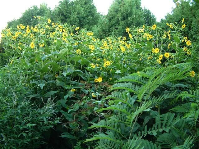 10 Yellow COMPASS PLANT Silphium Laciniatum Prairie Compassplant 4" Flower Seeds