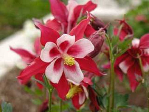 25 semillas de flores de Aquilegia gigante de McKana, CRIMSON STAR COLUMBINE, rojas y blancas