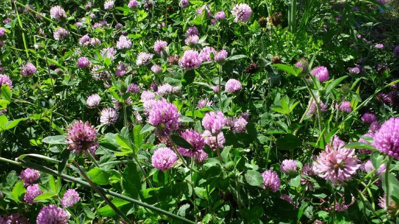 1500 RED CLOVER Monarchs Trifolium Pratense Rose Mauve Flower Ground Cover Seeds