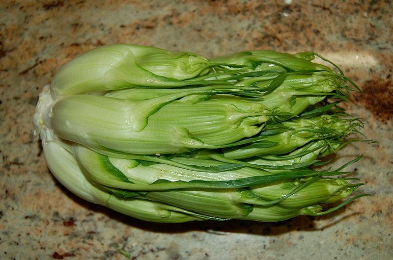 250 Semillas Vegetales de Achicoria CICORIA CATALOGNA Puntarelle Chicorium