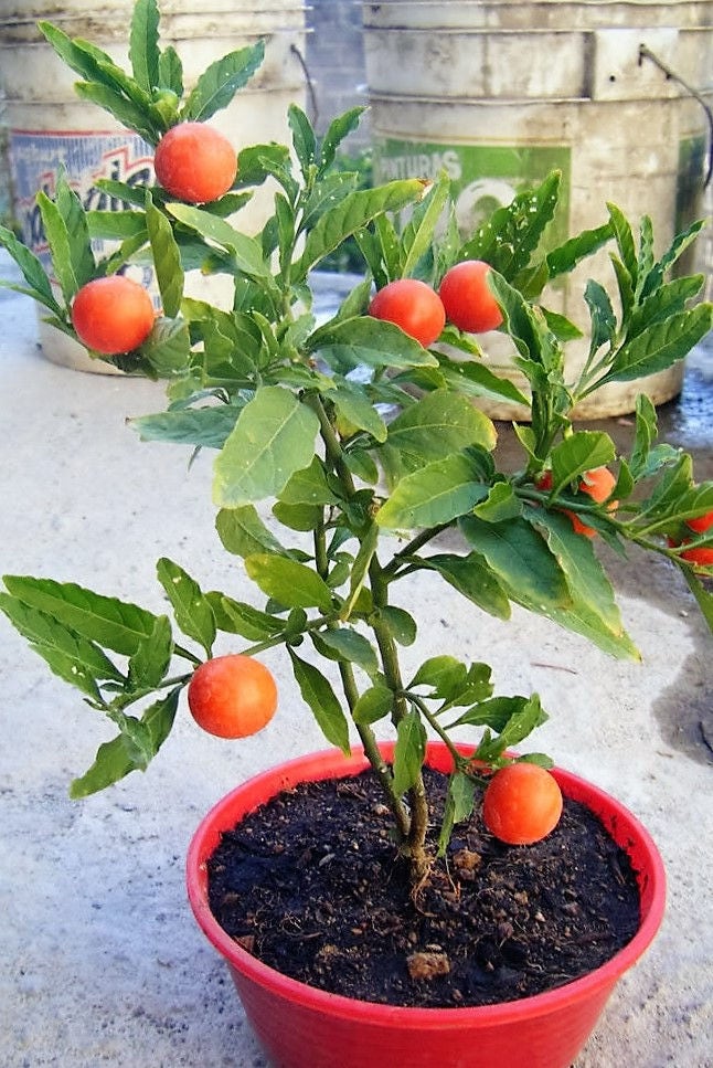 25 semillas de flores de cereza de Jerusalén (Madeira Winter Solanum Pseudocapsicum)