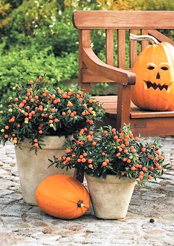 25 semillas de flores de cereza de Jerusalén (Madeira Winter Solanum Pseudocapsicum)