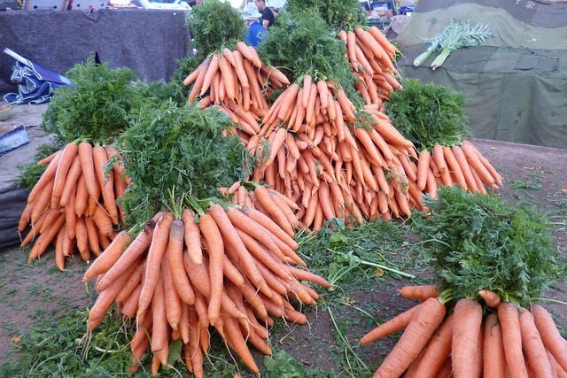 1500 TENDERSWEET CARROT Deep Orange Red Daucus Carota Vegetable Seeds