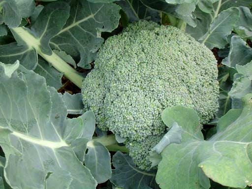 1000 Organic DE CICCO BROCCOLI Di Cicco Brassica Oleracea Capitata Vegetable Seeds