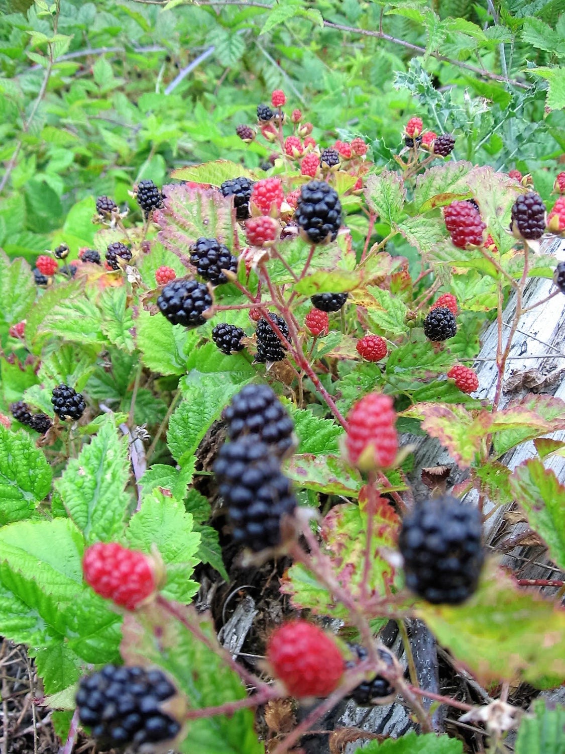 25 semillas de mora rastrera, arbusto trepador, fruta, baya, Rubus ursinus del Pacífico