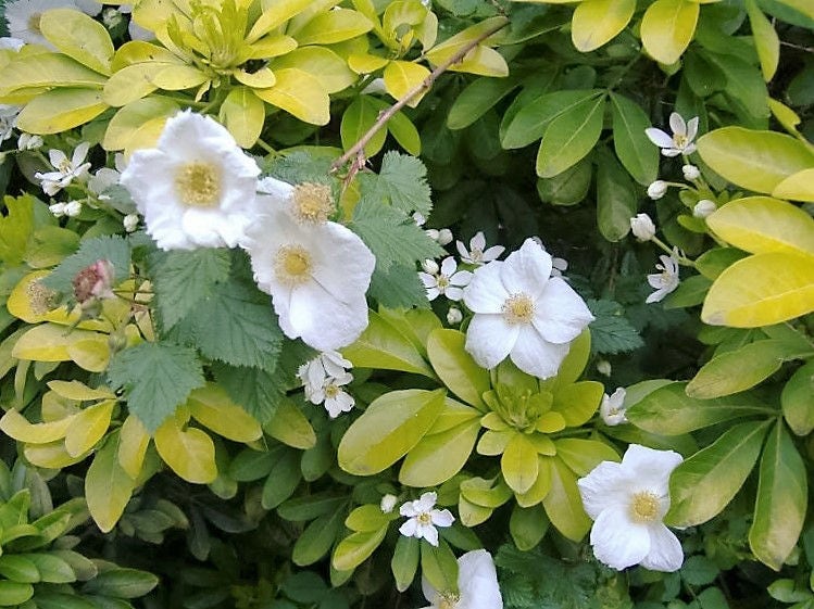 25 semillas de mora rastrera, arbusto trepador, fruta, baya, Rubus ursinus del Pacífico