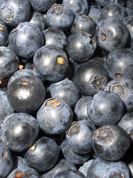 20 Common BILBERRY Fruit Shrub European Blueberry Vaccinium Myrtillus Seeds