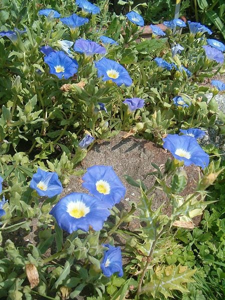 25 semillas de campanilla chilena azul Nolana Paradoxa, flor suculenta para cubrir el suelo
