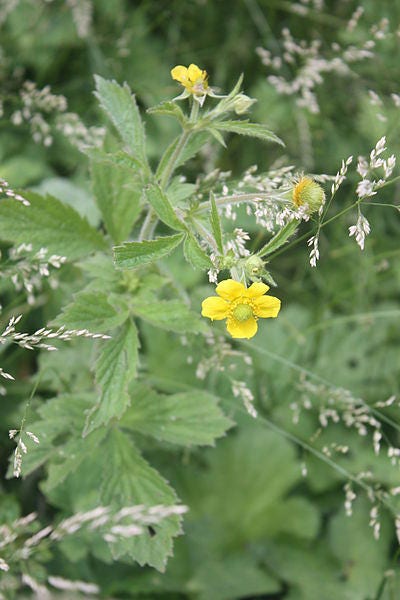 100 YELLOW AVENS Geum Aleppicum Moist Wetland Flower Seeds