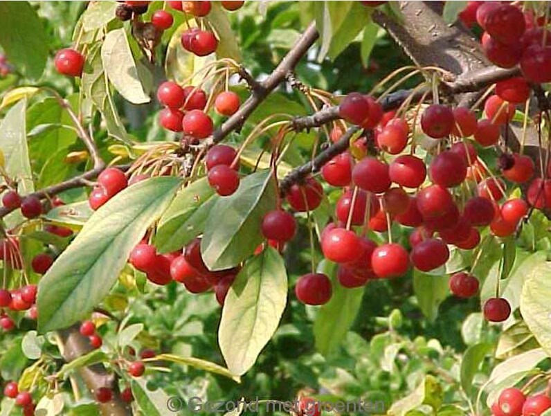 30 semillas de Malus Sargentii (manzano silvestre, arbusto, colibrí, flor, blanco, rojo)