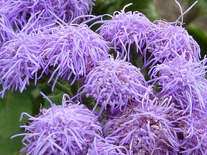 100 semillas de flores enanas de visón azul (Ageratum Houstonianum Fuzzy Double West Indies)