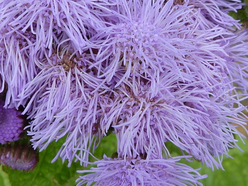100 semillas de flores enanas de visón azul (Ageratum Houstonianum Fuzzy Double West Indies)