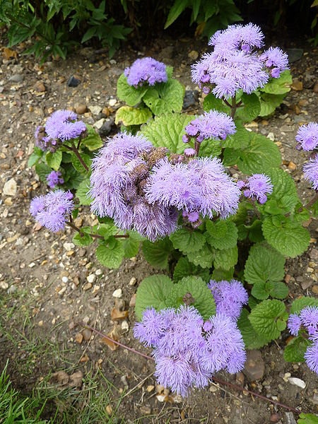 100 semillas de flores enanas de visón azul (Ageratum Houstonianum Fuzzy Double West Indies)