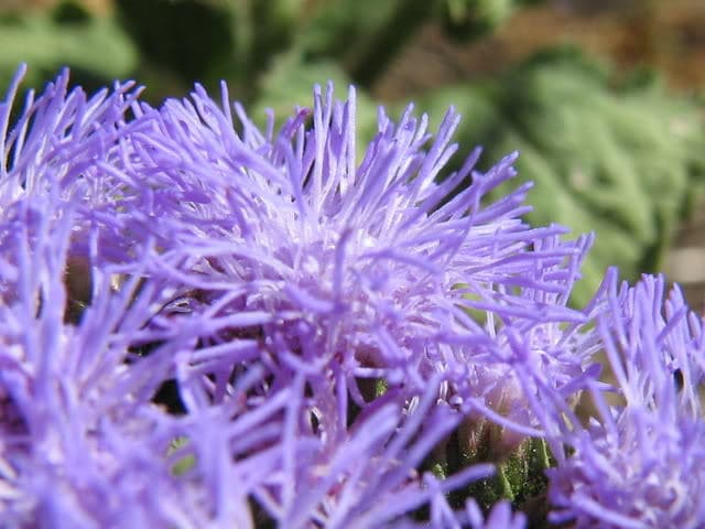 100 semillas de flores enanas de visón azul (Ageratum Houstonianum Fuzzy Double West Indies)