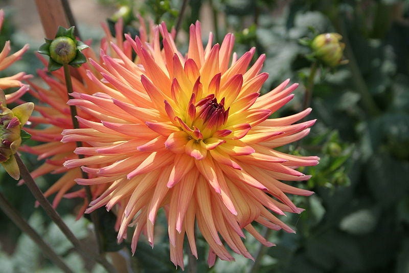 25 semillas de dalia doble cactus, mezcla de colores variados, colibrí