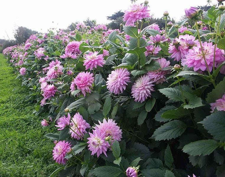 25 semillas de dalia doble cactus, mezcla de colores variados, colibrí